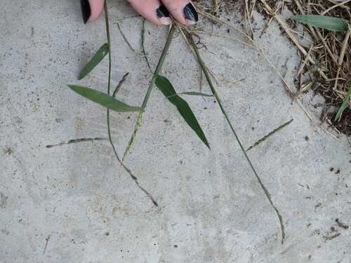 Urochloa distachyos, photograph 3