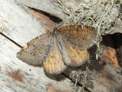 Epirranthis diversata