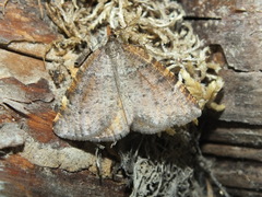 Epirranthis diversata