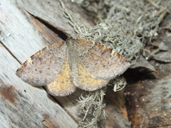 Epirranthis diversata