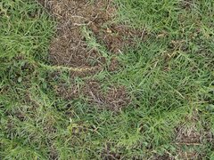 Paspalum distichum