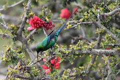Nectarinia famosa famosa