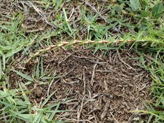 Paspalum distichum