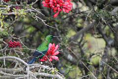 Nectarinia famosa famosa