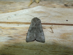 Orthosia opima