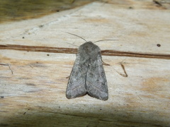 Orthosia opima