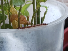 Helicorthomorpha holstii