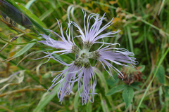 Dianthus superbus alpestris