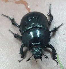 Typhaeus typhoeus