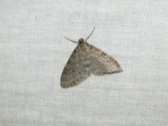 Trichopteryx carpinata