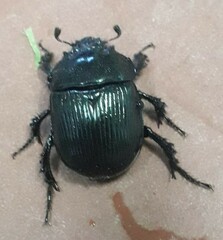 Typhaeus typhoeus