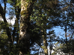Peraxilla colensoi