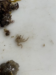 Ophiothrix
