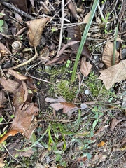 Brachythecium rivulare