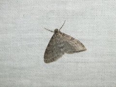 Trichopteryx carpinata