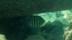 Abudefduf bengalensis