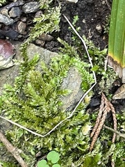 Brachythecium rivulare