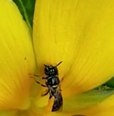 Ceratinidia