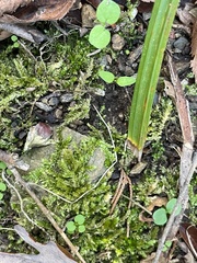 Brachythecium rivulare