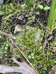 Brachythecium rivulare