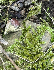 Brachythecium rivulare