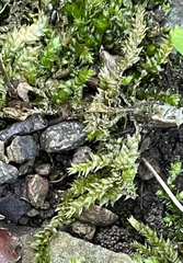 Brachythecium rivulare