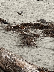 Setophaga coronata coronata