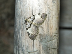 Anticlea derivata