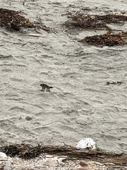 Setophaga coronata coronata