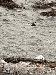 Setophaga coronata coronata