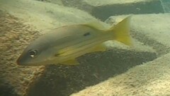 Lutjanus fulviflamma