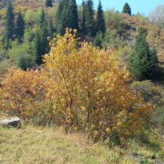 Sorbus tianschanica