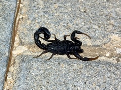 Hottentotta judaicus