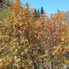 Sorbus tianschanica