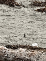 Setophaga coronata coronata