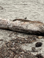 Setophaga coronata coronata