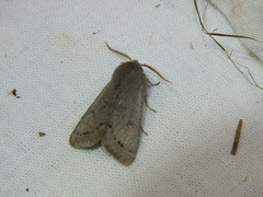 Orthosia populeti