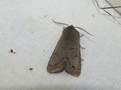 Orthosia populeti