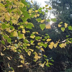 Betula tianschanica