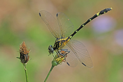 Austrogomphus amphiclitus