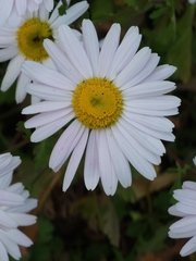 Leucanthemum maximum