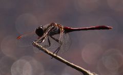 Sympetrum costiferum