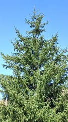 Picea schrenkiana