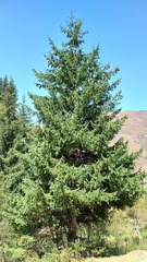 Picea schrenkiana