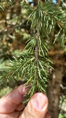 Picea schrenkiana