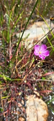 Drosera capensis