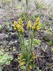 Gavilea lutea