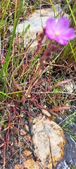 Drosera capensis
