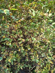 Lonicera stenantha