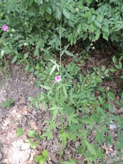Althaea cannabina
